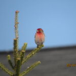 An image of a house finch on a tree. The bird has a red upper body and the rest of its body is brown.